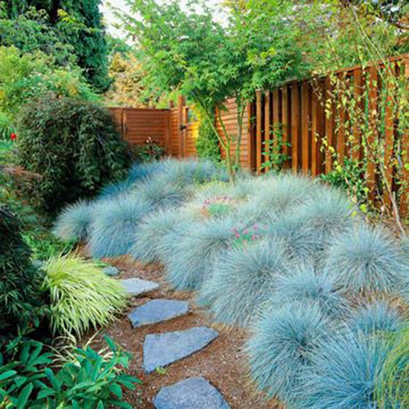 100 Blue Fescue Grass Seeds - (Festuca glauca) perennial hardy ornamental grass so easy to grow