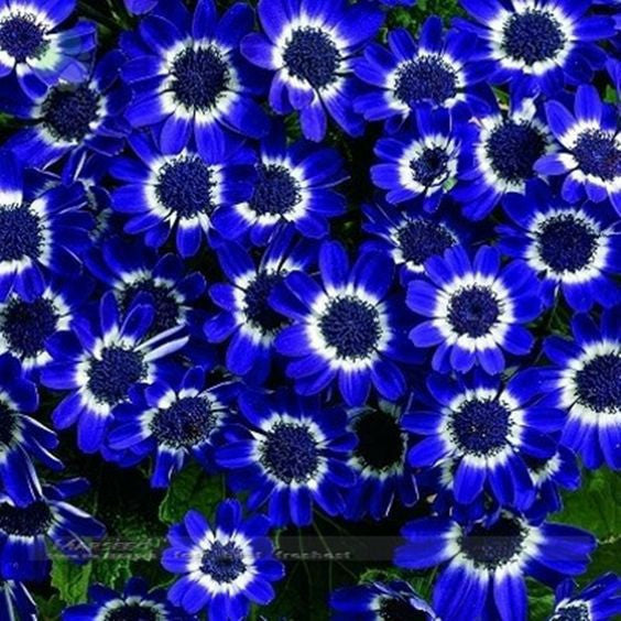 50 Blue Daisy , Blue Cineraria easiest growing flower, hardy plants flower seeds exotic ornamental for garden