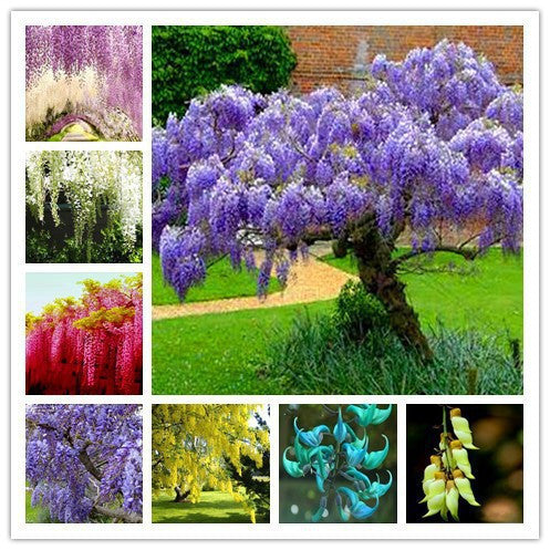 5pcs/ bag wisteria flower seeds,Flower pots planters wisteria flower,chinese wisteria bonsai MIXED COLORS garden plant bonsai