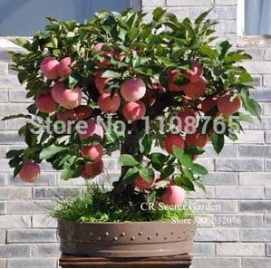 Trial product Bonsai Apple Tree Seeds 50 Pcs apple seeds fruit bonsai garden in flower pots planters 49%