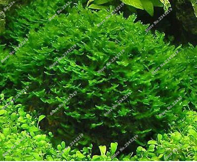 Hot Pellia For Live Fish Moss Fern Aquarium Plant Java Fish Tank  Aquatic Seeds Landscape  Decoration Ornament  1000 Pcs/bag