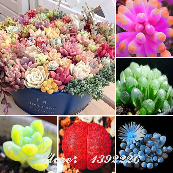 200/bag Mix Succulent seeds lotus Lithops Pseudotruncatella Bonsai plants Seeds for home & garden Flower pots planters