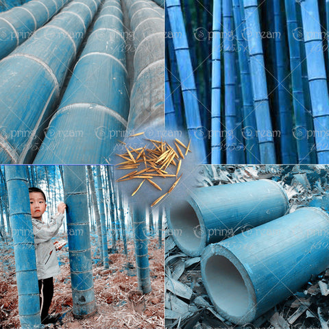 40 pcs/bag rare blue bamboo seeds, decorative garden, herb planter bambu tree seeds for diy home garden send gift