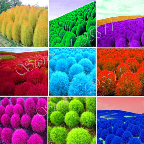 100 pcs Grass seeds Perennial  Grass Burning Bush Kochia Scoparia Seeds Red Garden Ornamental Free Shipping