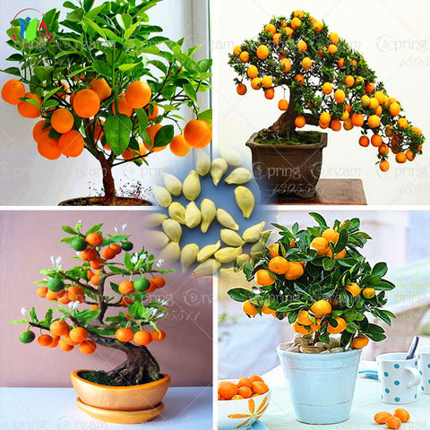 40 /Bag Bonsai Orange Tree Seeds Organic Fruit Tree Seeds For flower pot planters very big and delicious