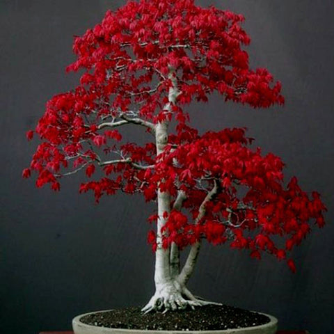 20 Mini Beautiful Japanese Red Maple Bonsai Seeds, DIY Bonsai ornamental flowerpot
