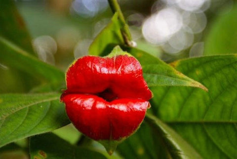 100 sexy lips seeds Psychotria Elata Flower of Lips seeds Bonsai plants Seeds Flower pots planters for home & garden