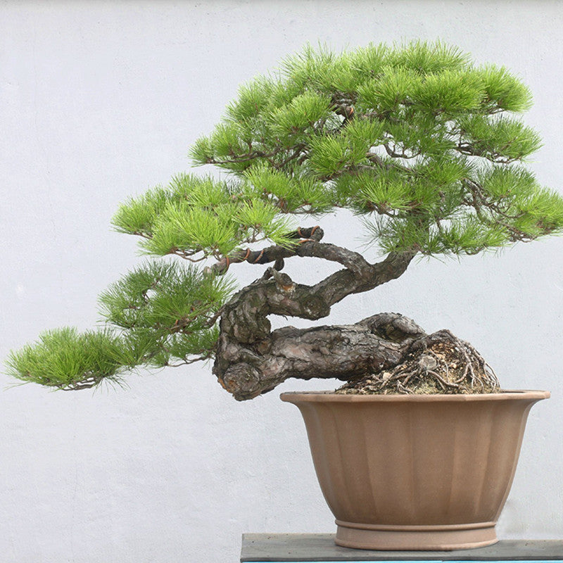 Free shipping. Japanese Black Pine 20 seeds * Pinus thunbergii * Bonsai * Ornamental *. Bonsai Seed evergreen bonsai