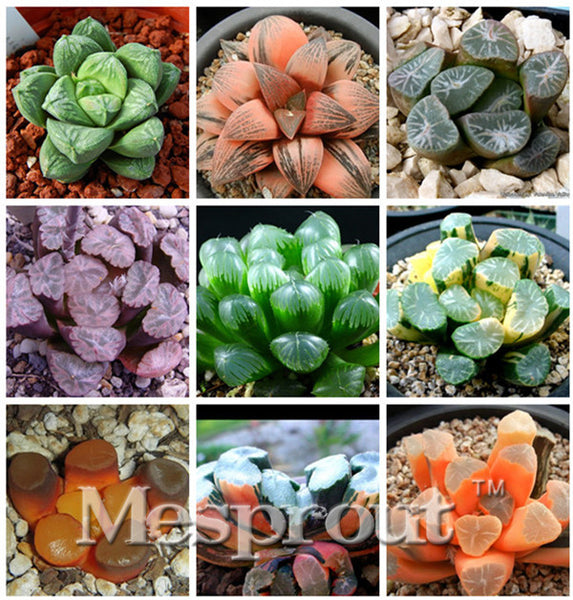 100pcs Bonsai Seeds Green Haworthia Truncata Flower Pots Planters Succulent Plants Seeds for Home Garden