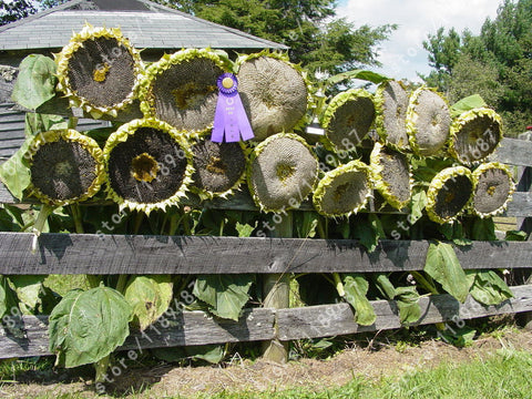 20 pcs sunflower seeds giant sunflower  rare flower seeds for home garden planting sunflower seed birds