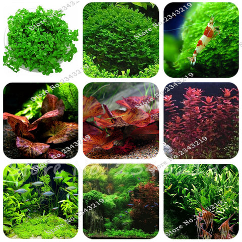 1000 Pcs/bag Mini Dwarf Pearl Plants Aquarium Grass Seeds Fish Tank Decoration Ornamental Aquatic Plants Seeds for home garden