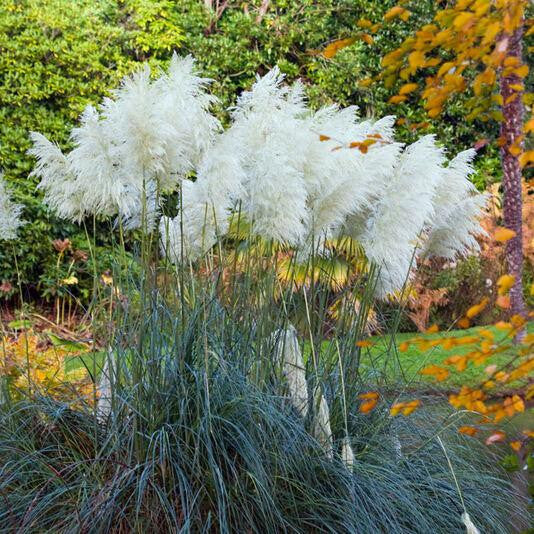 200 Pcs Pampas Grass Seeds Patio And Garden Potted Ornamental Plants New Flowers (pink Yellow White Purple) Cortaderia Grasses *