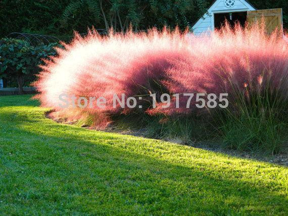 200 Pcs Pampas Grass Seeds Patio And Garden Potted Ornamental Plants New Flowers (pink Yellow White Purple) Cortaderia Grasses *