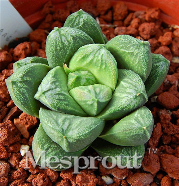 100pcs Bonsai Seeds Green Haworthia Truncata Flower Pots Planters Succulent Plants Seeds for Home Garden