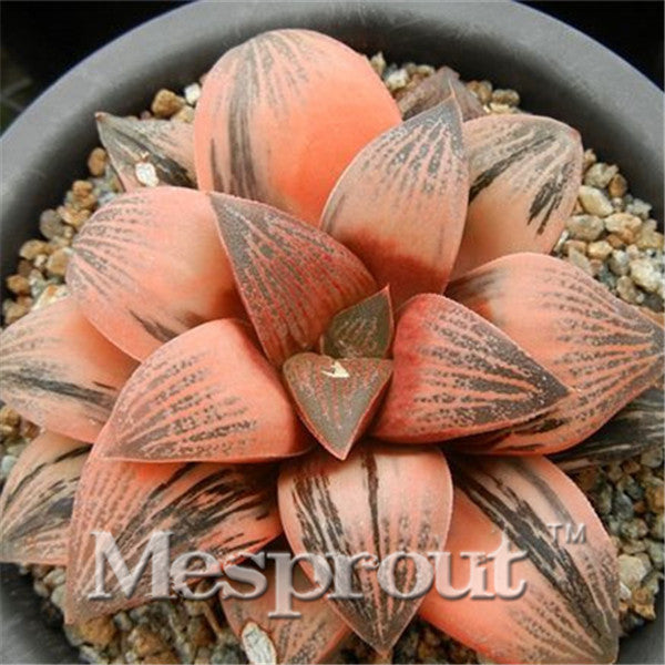 100pcs Bonsai Seeds Green Haworthia Truncata Flower Pots Planters Succulent Plants Seeds for Home Garden