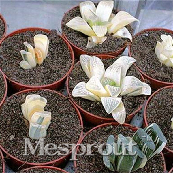 100pcs Bonsai Seeds Green Haworthia Truncata Flower Pots Planters Succulent Plants Seeds for Home Garden