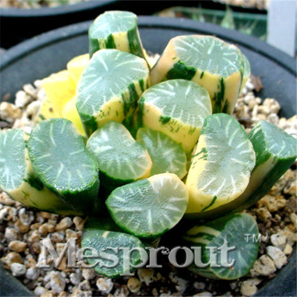 100pcs Bonsai Seeds Green Haworthia Truncata Flower Pots Planters Succulent Plants Seeds for Home Garden