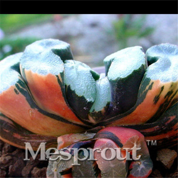 100pcs Bonsai Seeds Green Haworthia Truncata Flower Pots Planters Succulent Plants Seeds for Home Garden