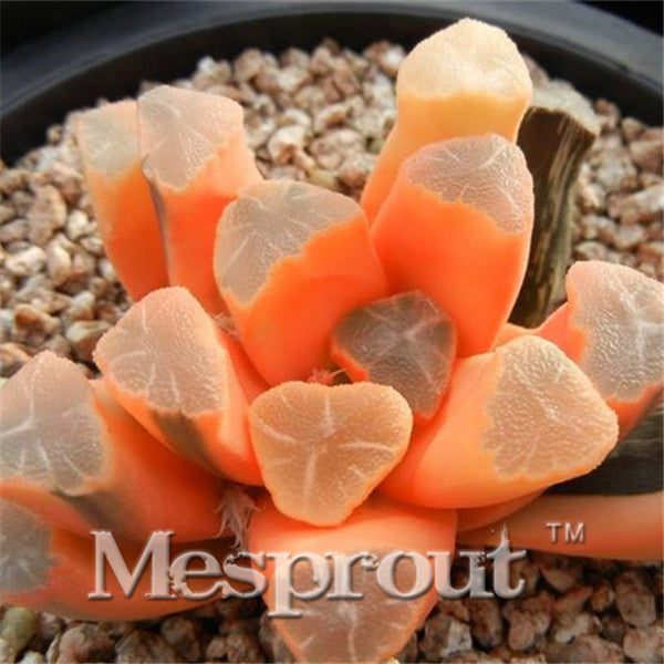 100pcs Bonsai Seeds Green Haworthia Truncata Flower Pots Planters Succulent Plants Seeds for Home Garden