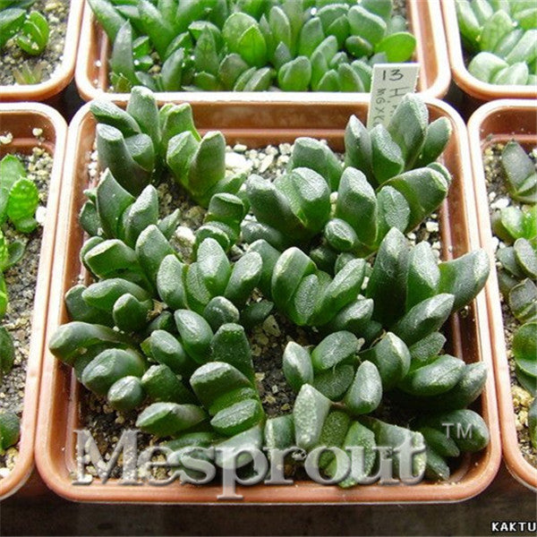 100pcs Bonsai Seeds Green Haworthia Truncata Flower Pots Planters Succulent Plants Seeds for Home Garden