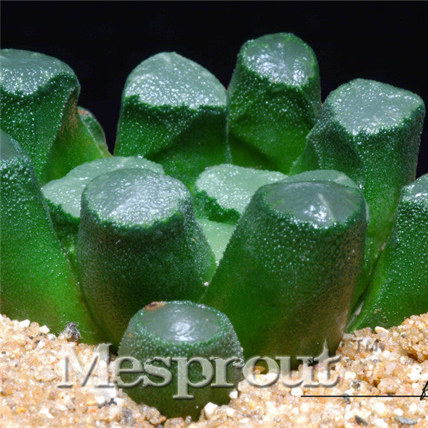 100pcs Bonsai Seeds Green Haworthia Truncata Flower Pots Planters Succulent Plants Seeds for Home Garden