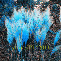 400pcs/bag pampas garss,pampas seeds,pampas grass plant,Ornamental Plant Flowers Cortaderia Selloana Grass Seeds for home garden