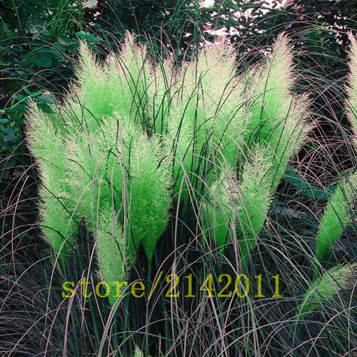 400pcs/bag pampas garss,pampas seeds,pampas grass plant,Ornamental Plant Flowers Cortaderia Selloana Grass Seeds for home garden