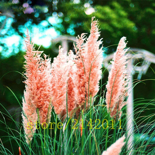 400pcs/bag pampas garss,pampas seeds,pampas grass plant,Ornamental Plant Flowers Cortaderia Selloana Grass Seeds for home garden