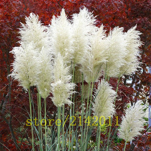 400pcs/bag pampas garss,pampas seeds,pampas grass plant,Ornamental Plant Flowers Cortaderia Selloana Grass Seeds for home garden