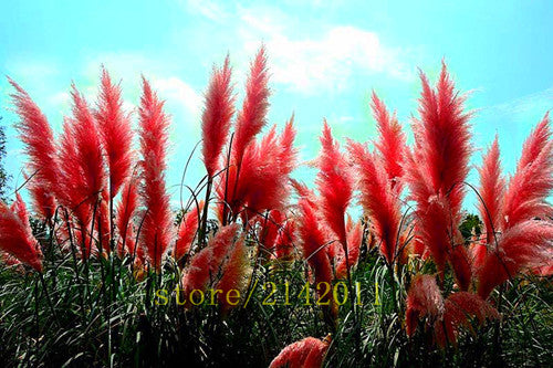 400pcs/bag pampas garss,pampas seeds,pampas grass plant,Ornamental Plant Flowers Cortaderia Selloana Grass Seeds for home garden