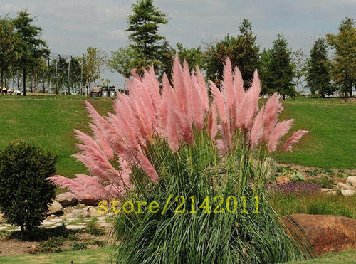 400pcs/bag pampas garss,pampas seeds,pampas grass plant,Ornamental Plant Flowers Cortaderia Selloana Grass Seeds for home garden