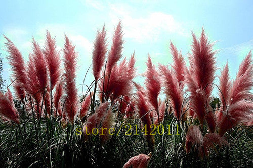 400pcs/bag pampas garss,pampas seeds,pampas grass plant,Ornamental Plant Flowers Cortaderia Selloana Grass Seeds for home garden