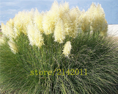 400pcs/bag pampas garss,pampas seeds,pampas grass plant,Ornamental Plant Flowers Cortaderia Selloana Grass Seeds for home garden