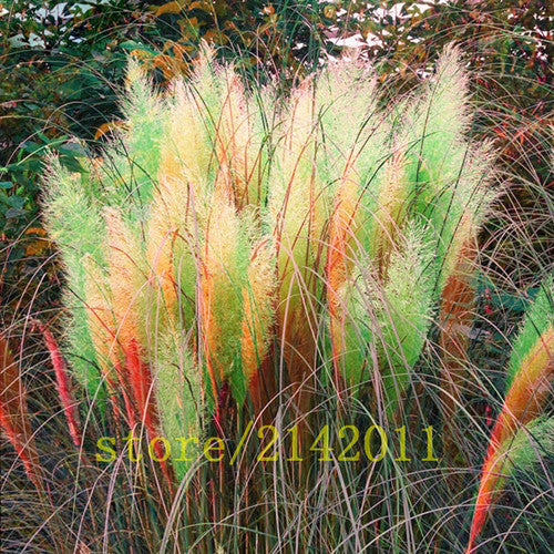 400pcs/bag pampas garss,pampas seeds,pampas grass plant,Ornamental Plant Flowers Cortaderia Selloana Grass Seeds for home garden