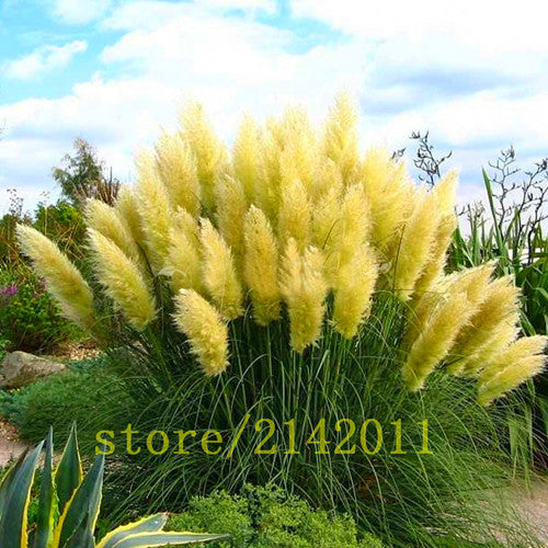 400pcs/bag pampas garss,pampas seeds,pampas grass plant,Ornamental Plant Flowers Cortaderia Selloana Grass Seeds for home garden