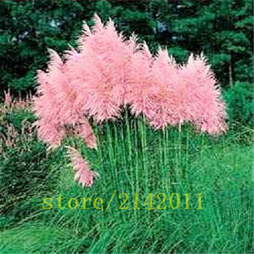 400pcs/bag pampas garss,pampas seeds,pampas grass plant,Ornamental Plant Flowers Cortaderia Selloana Grass Seeds for home garden