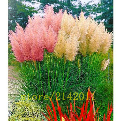 400pcs/bag pampas garss,pampas seeds,pampas grass plant,Ornamental Plant Flowers Cortaderia Selloana Grass Seeds for home garden