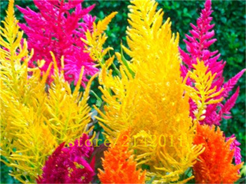 400pcs/bag pampas garss,pampas seeds,pampas grass plant,Ornamental Plant Flowers Cortaderia Selloana Grass Seeds for home garden