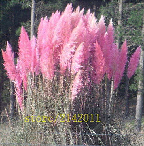 400pcs/bag pampas garss,pampas seeds,pampas grass plant,Ornamental Plant Flowers Cortaderia Selloana Grass Seeds for home garden