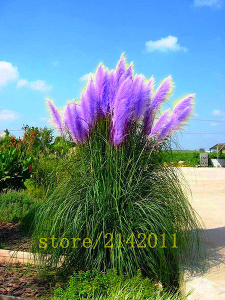 400pcs/bag pampas garss,pampas seeds,pampas grass plant,Ornamental Plant Flowers Cortaderia Selloana Grass Seeds for home garden