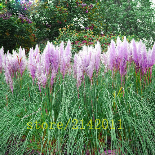 400pcs/bag pampas garss,pampas seeds,pampas grass plant,Ornamental Plant Flowers Cortaderia Selloana Grass Seeds for home garden