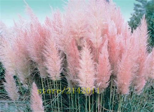 400pcs/bag pampas garss,pampas seeds,pampas grass plant,Ornamental Plant Flowers Cortaderia Selloana Grass Seeds for home garden