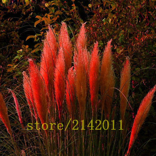 400pcs/bag pampas garss,pampas seeds,pampas grass plant,Ornamental Plant Flowers Cortaderia Selloana Grass Seeds for home garden