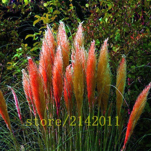 400pcs/bag pampas garss,pampas seeds,pampas grass plant,Ornamental Plant Flowers Cortaderia Selloana Grass Seeds for home garden