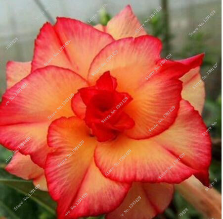 2 pcs/bag 24 colors real desert rose seeds, Adenium seeds bonsai Succulent Ornamental flowers Plant for Garden & Balcony
