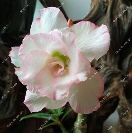 2 pcs/bag 24 colors real desert rose seeds, Adenium seeds bonsai Succulent Ornamental flowers Plant for Garden & Balcony