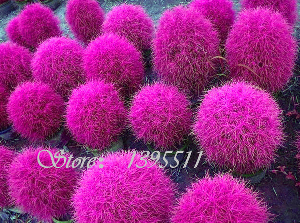 100 pcs Grass seeds Perennial  Grass Burning Bush Kochia Scoparia Seeds Red Garden Ornamental Free Shipping