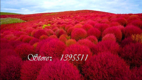 100 pcs Grass seeds Perennial  Grass Burning Bush Kochia Scoparia Seeds Red Garden Ornamental Free Shipping