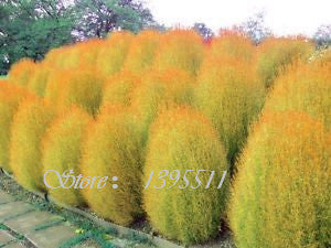 100 pcs Grass seeds Perennial  Grass Burning Bush Kochia Scoparia Seeds Red Garden Ornamental Free Shipping