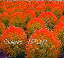 100 pcs Grass seeds Perennial  Grass Burning Bush Kochia Scoparia Seeds Red Garden Ornamental Free Shipping